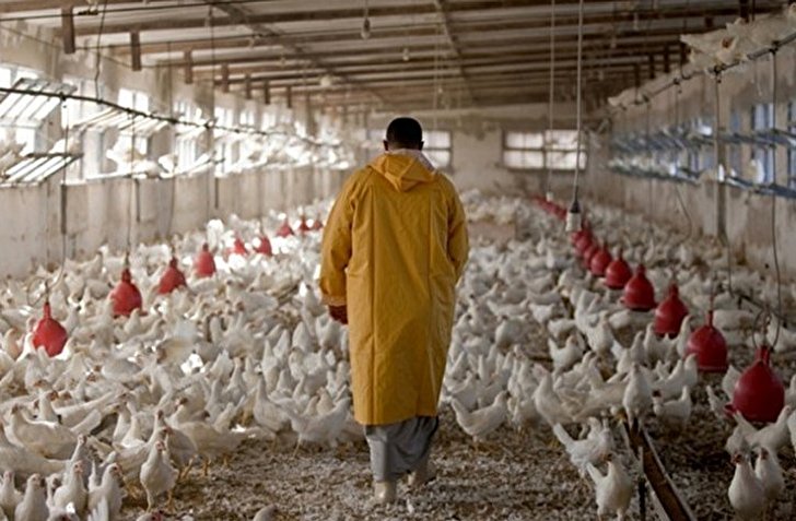 نقدینگی، مشکل اصلی مرغداران است/ نبود واکسن، تلفات و بیماری را افزایش داده است/ با سهمیه بندی نهاده ها موجب پخش آلودگی شدند/ یک درصد مرغدارن هم نتوانسته اند تسهیلات بگیرند
