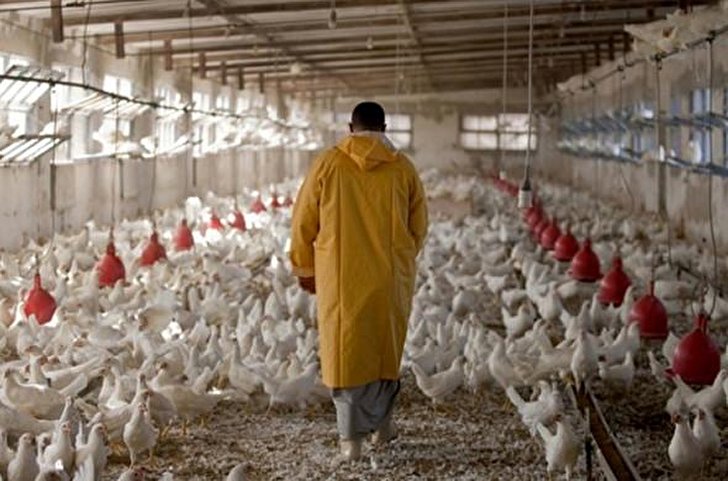 کمبود مرغ داریم/ دارو‌ها یا چینی اند و یا کیفیت قبل را ندارند/ آمار تلفات در مرغدرای‌ها زیاد است/ ۵۰ درصد از مرغ مورد نیاز استان از سایر استان‌ها وارد می‌شود