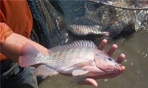 تکثیر و پرورش ماهی تیلاپیا ممنوع شد