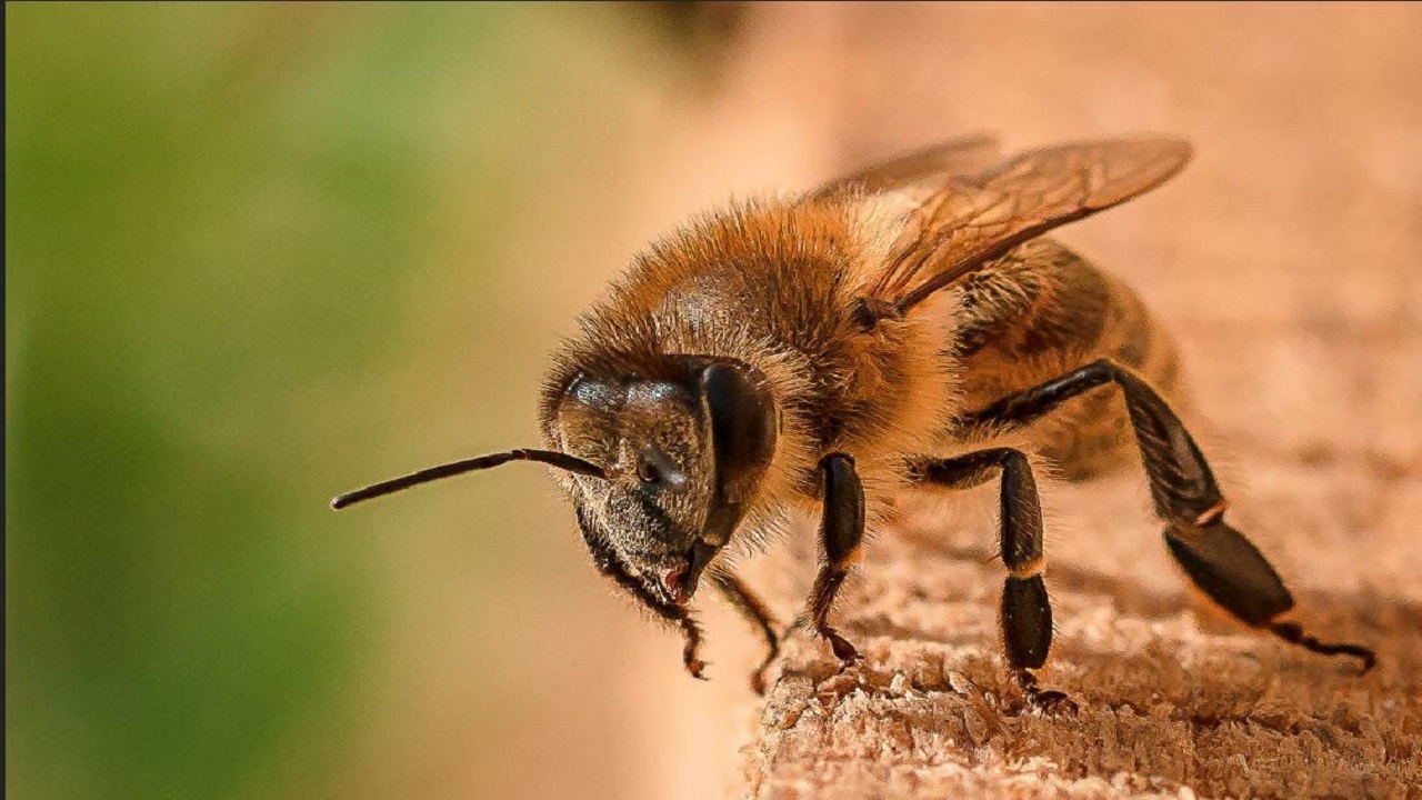 واکنش انستیتو پاستور به ادعای درمان کرونا با زهر زنبور عسل