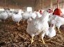 عوارض صادرات مرغ صفر شد / تا پایان سال هیچ مشکلی در حوزه تولید و مصرف مرغ نخواهیم داشت / اگر تولید کاهش یابد بازار دچار نوسان قیمت می شود