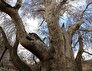 درخت چنار کهنسال تیران در شهرستان راور ثبت ملی شد
